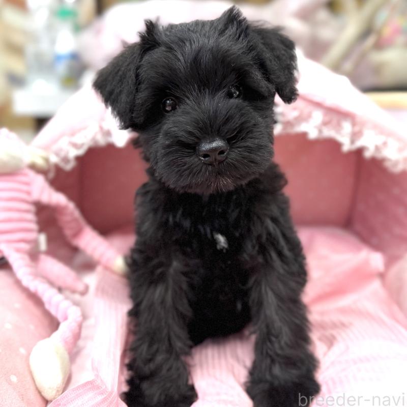 販売中の大阪府のミニチュアシュナウザー-422889の9枚目