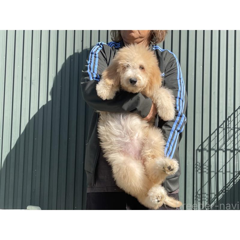 販売中の岐阜県のラブラドゥードル:ラブラドールレトリーバー×プードル-411196の5枚目