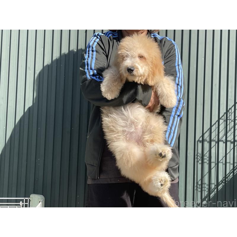 販売中の岐阜県のラブラドゥードル:ラブラドールレトリーバー×プードル-411196の4枚目