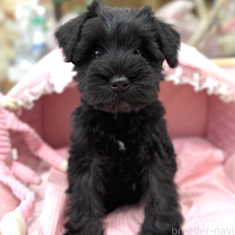 販売中の大阪府のミニチュアシュナウザー-422889の8枚目