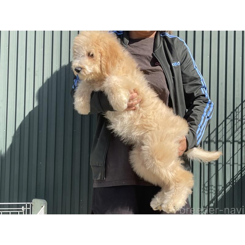 販売中の岐阜県のラブラドゥードル:ラブラドールレトリーバー×プードル-411196の3枚目