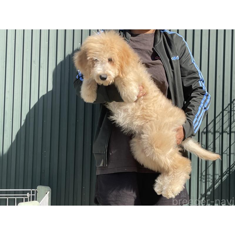 販売中の岐阜県のラブラドゥードル:ラブラドールレトリーバー×プードル-411196の2枚目