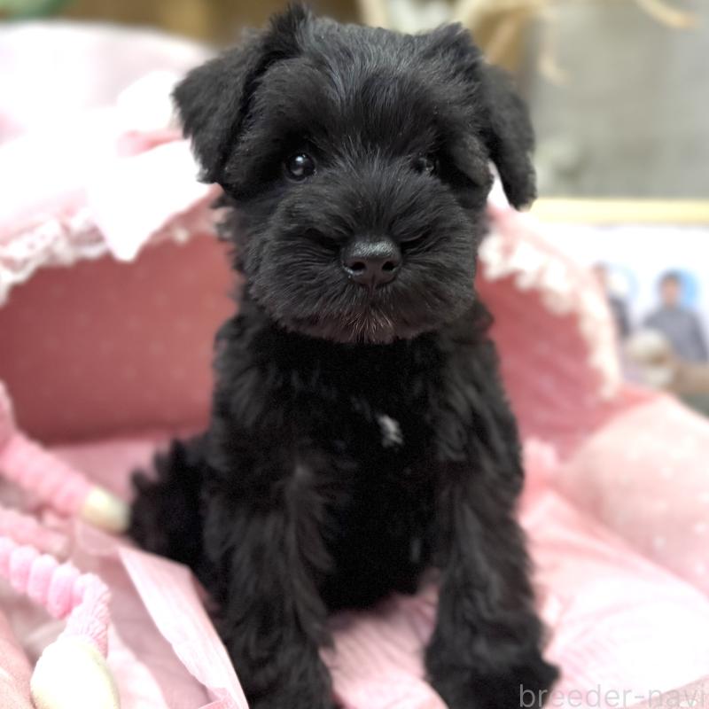 販売中の大阪府のミニチュアシュナウザー-422889の7枚目