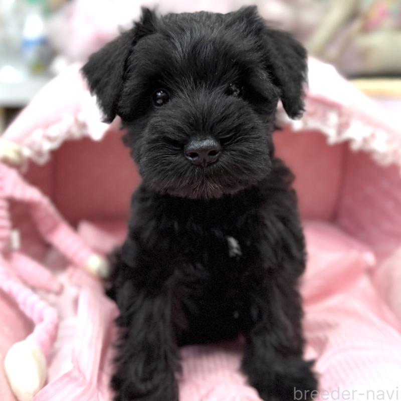 販売中の大阪府のミニチュアシュナウザー-422889の6枚目