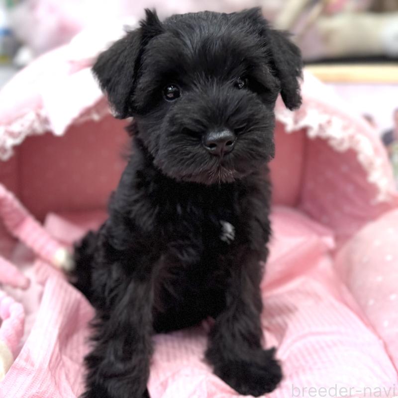 販売中の大阪府のミニチュアシュナウザー-422889の5枚目