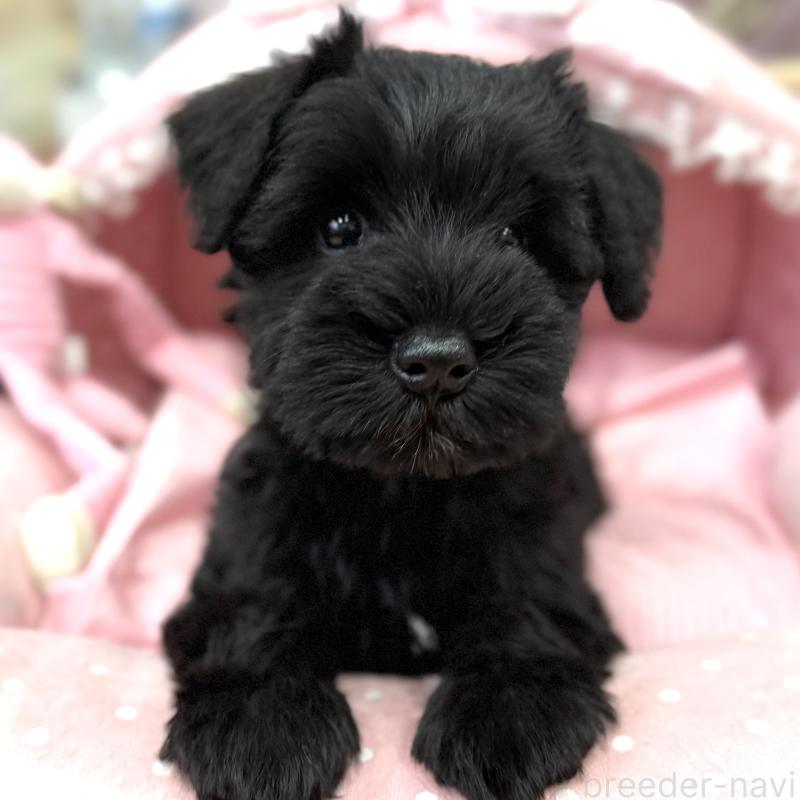 販売中の大阪府のミニチュアシュナウザー-422889の4枚目