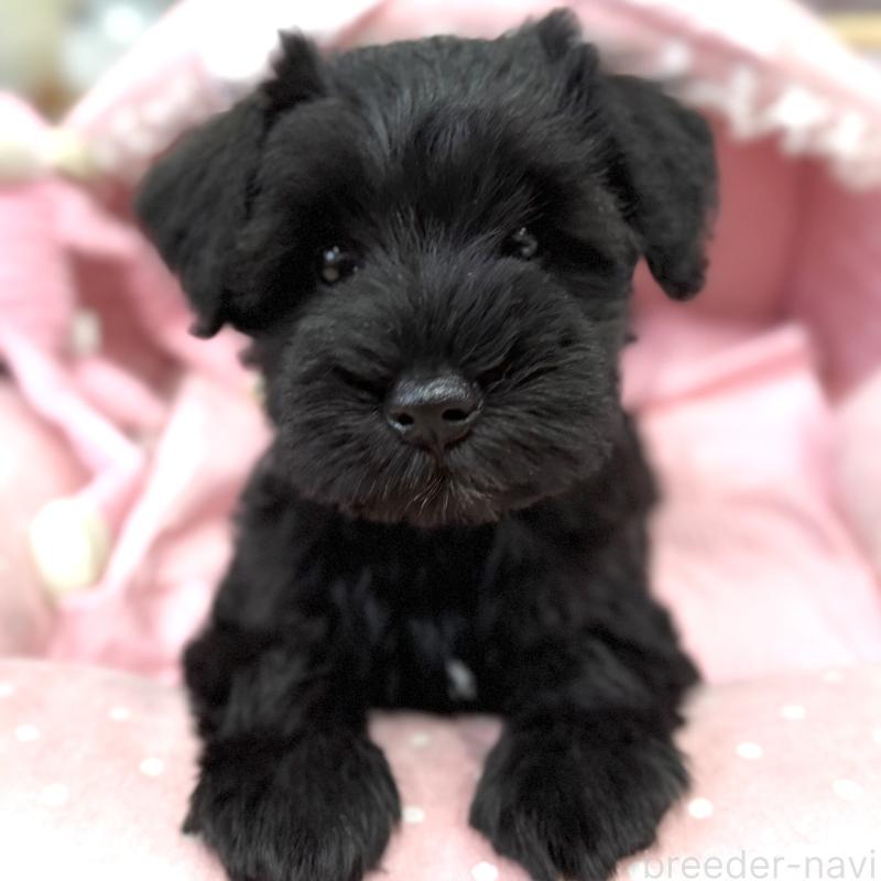 販売中の大阪府のミニチュアシュナウザー-422889の3枚目