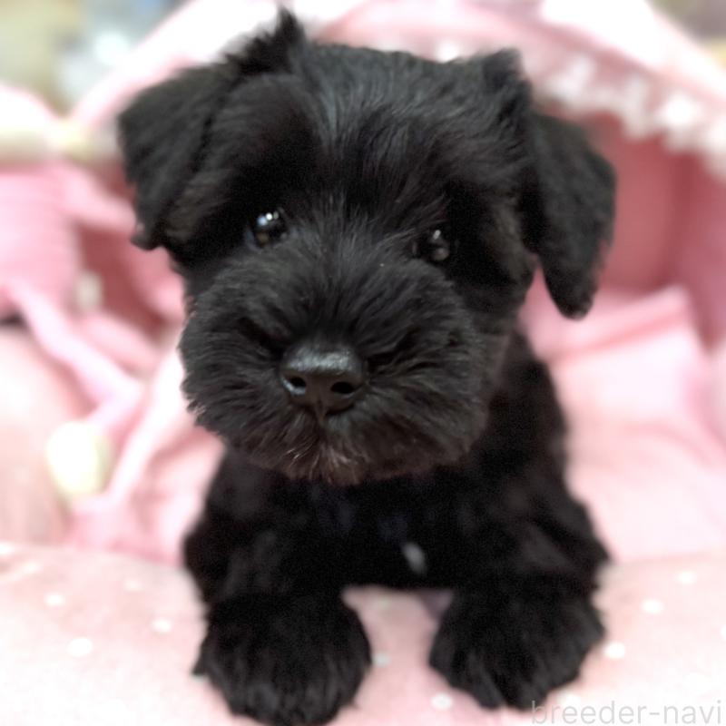 販売中の大阪府のミニチュアシュナウザー-422889の2枚目