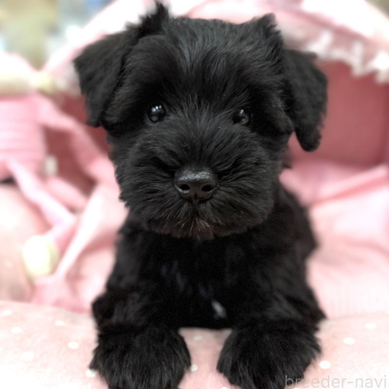 販売中の大阪府のミニチュアシュナウザー-422889