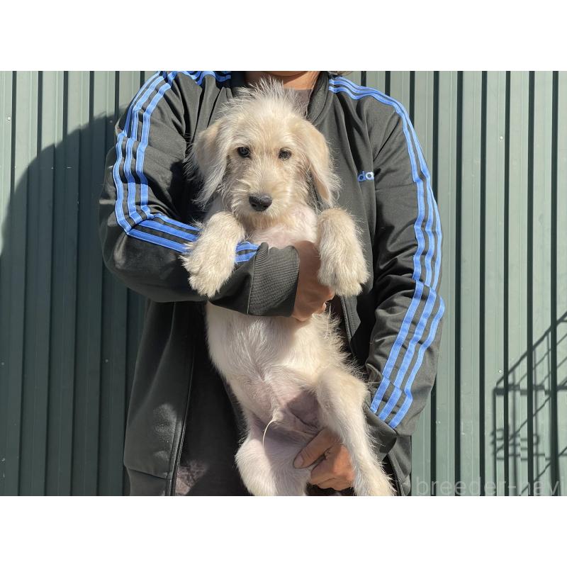 販売中の岐阜県のラブラドゥードル:ラブラドールレトリーバー×プードル-413957の4枚目