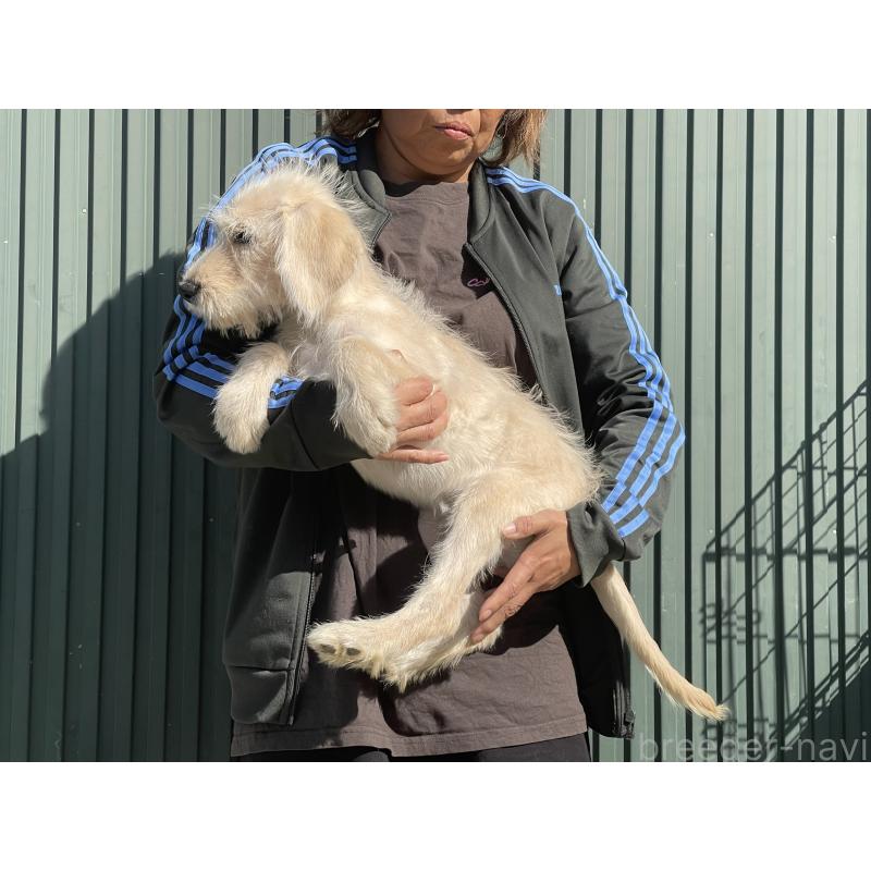 販売中の岐阜県のラブラドゥードル:ラブラドールレトリーバー×プードル-413957の3枚目