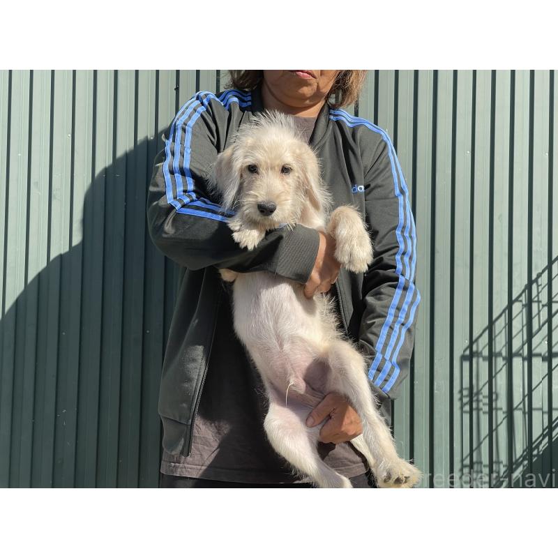 販売中の岐阜県のラブラドゥードル:ラブラドールレトリーバー×プードル-413957の2枚目