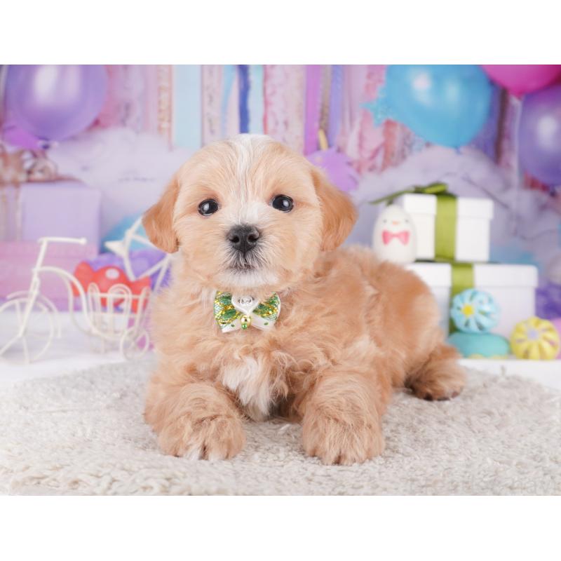 販売中の神奈川県のマルプー:マルチーズ×トイプードル-422893の15枚目