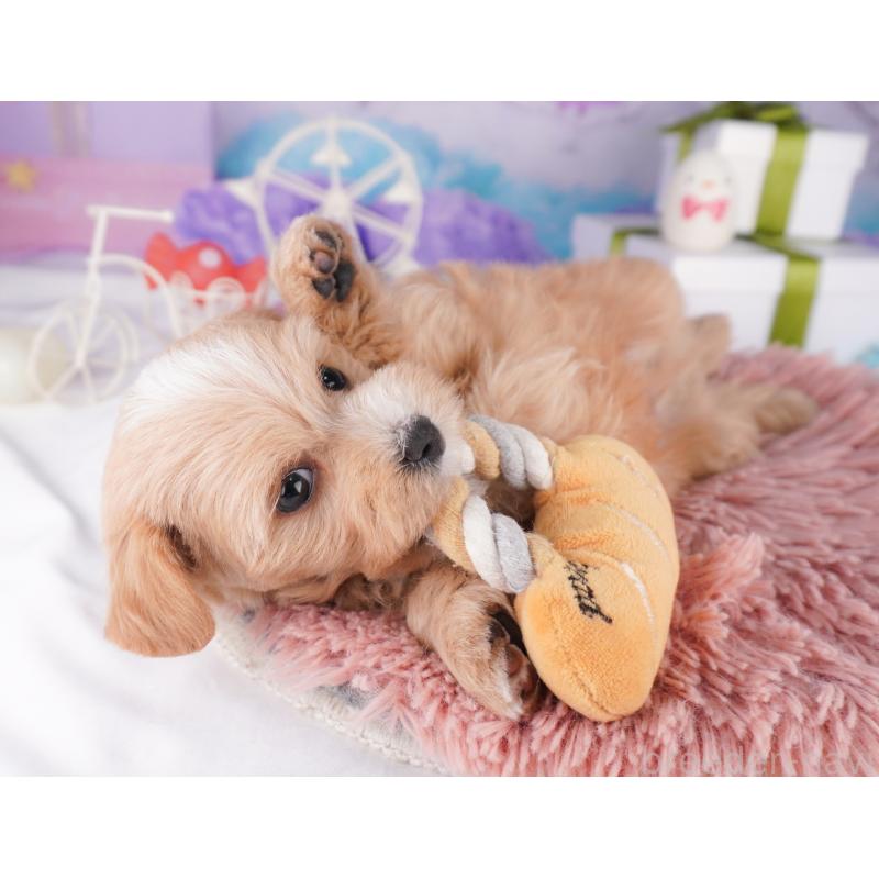 販売中の神奈川県のマルプー:マルチーズ×トイプードル-422893の14枚目