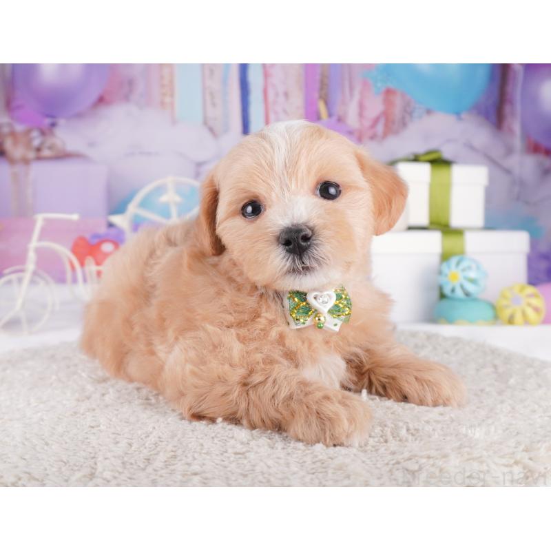 販売中の神奈川県のマルプー:マルチーズ×トイプードル-422893の13枚目