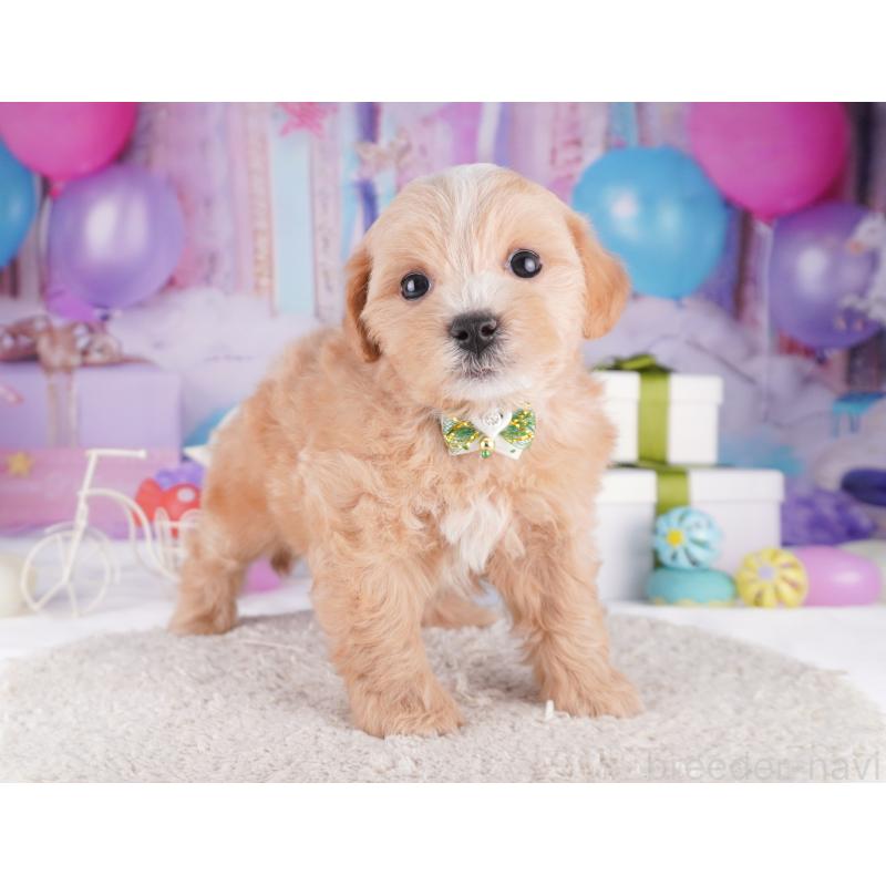 販売中の神奈川県のマルプー:マルチーズ×トイプードル-422893の12枚目