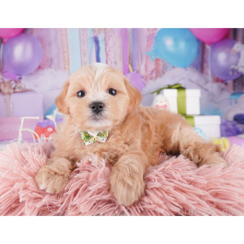 販売中の神奈川県のマルプー:マルチーズ×トイプードル-422893の11枚目