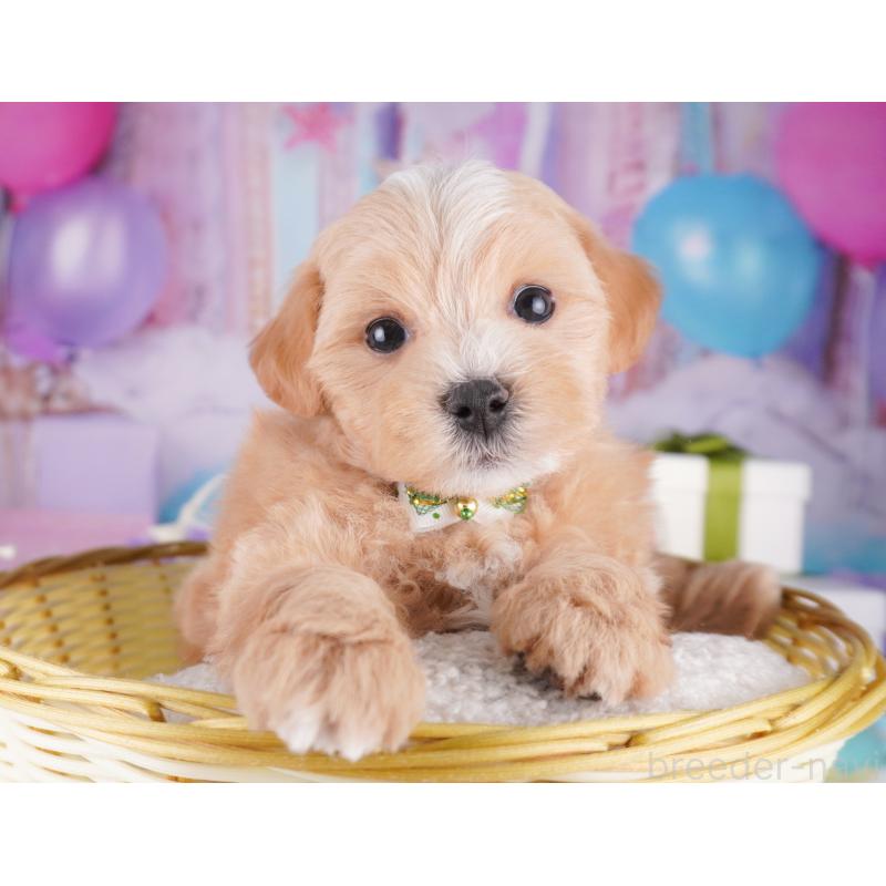 販売中の神奈川県のマルプー:マルチーズ×トイプードル-422893の10枚目