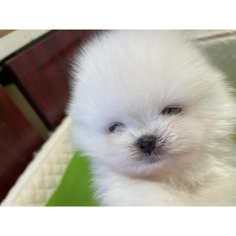 販売中の岐阜県のポメラニアン-422891の5枚目