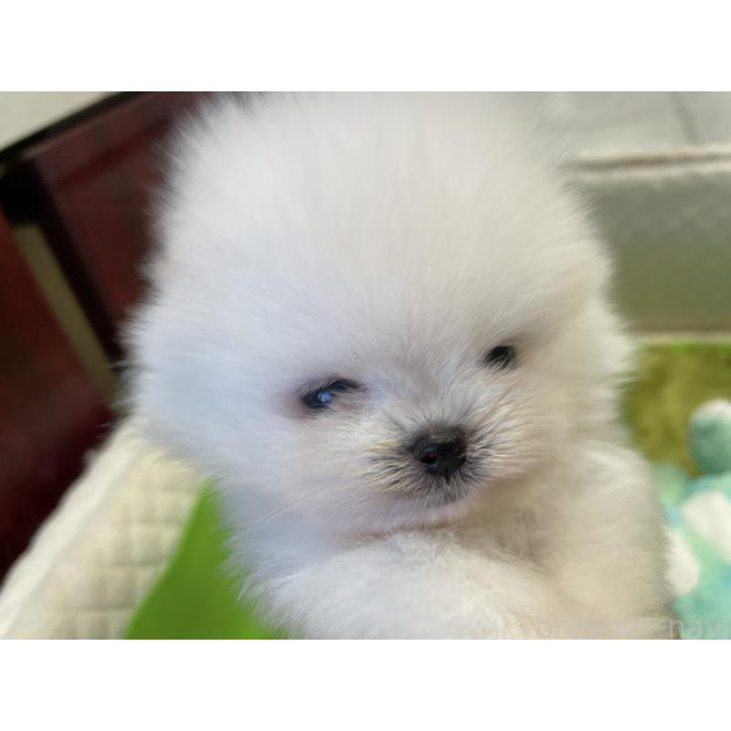 販売中の岐阜県のポメラニアン-422891の4枚目