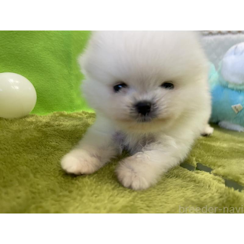 販売中の岐阜県のポメラニアン-422891の3枚目