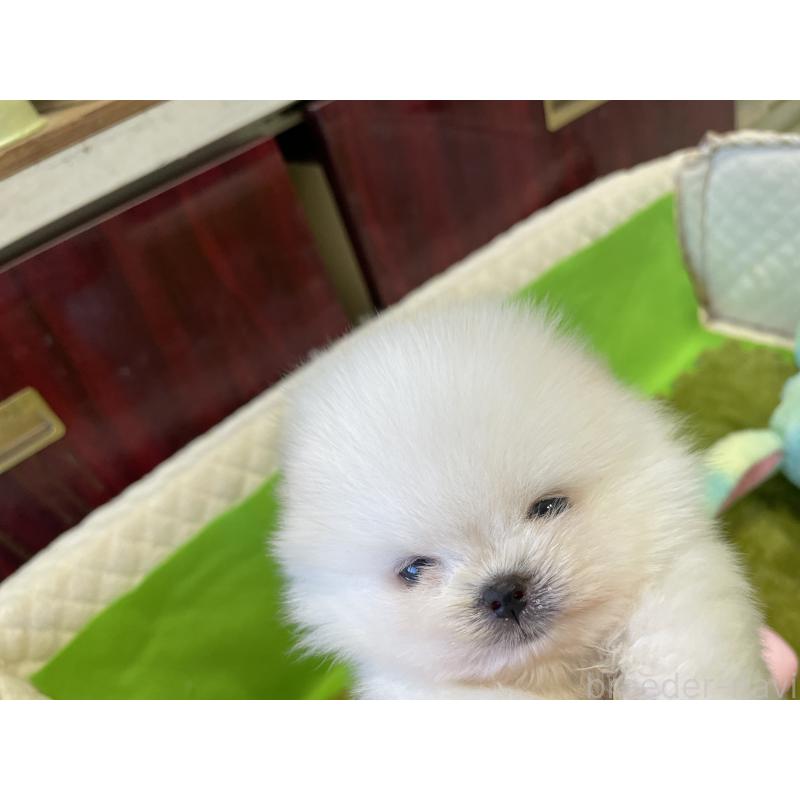 販売中の岐阜県のポメラニアン-422891の2枚目