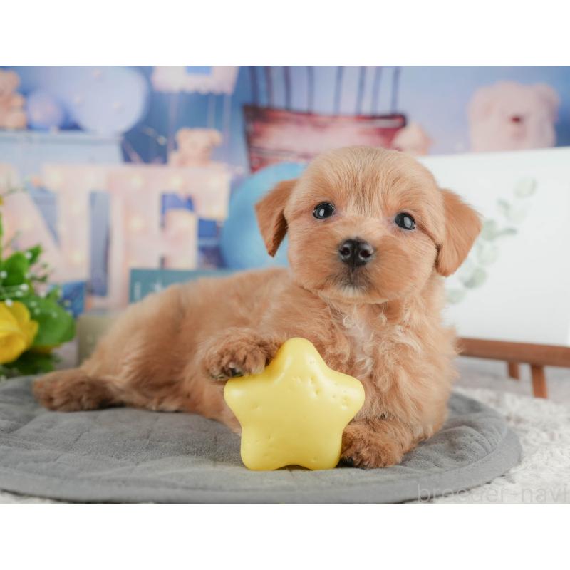 販売中の千葉県のマルプー:マルチーズ×トイプードル-422895の10枚目