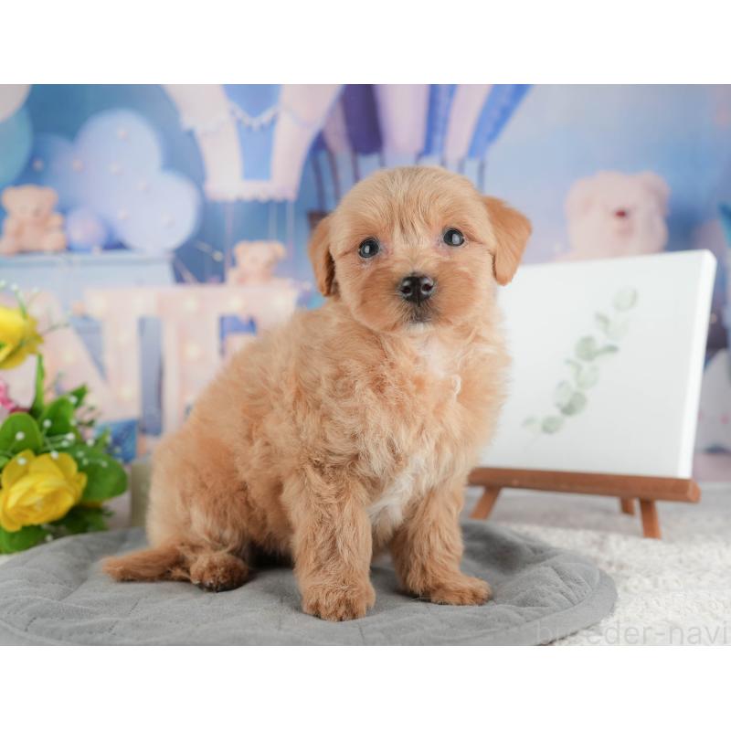 販売中の千葉県のマルプー:マルチーズ×トイプードル-422895の6枚目