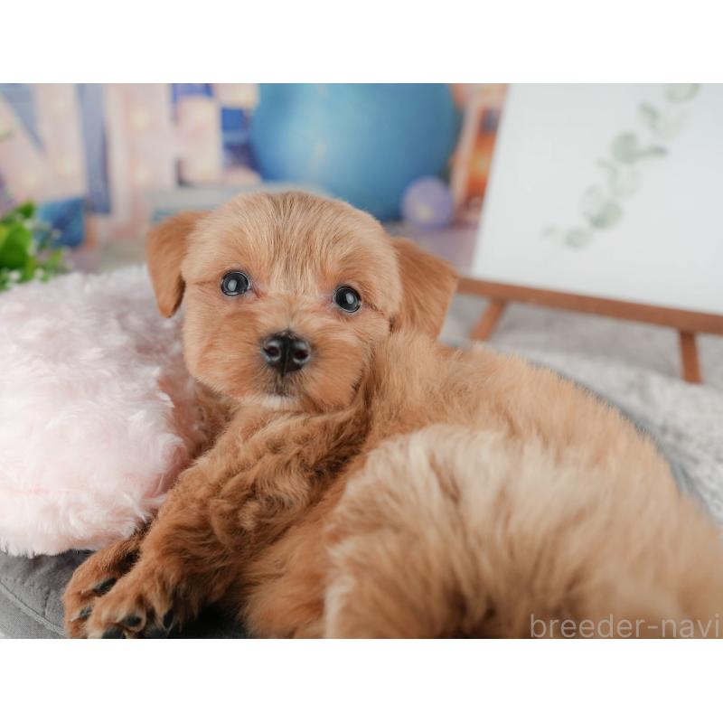 販売中の千葉県のマルプー:マルチーズ×トイプードル-422895の4枚目