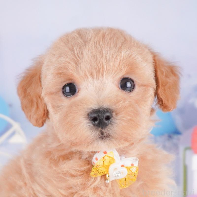 販売中の神奈川県のマルプー:マルチーズ×トイプードル-422896