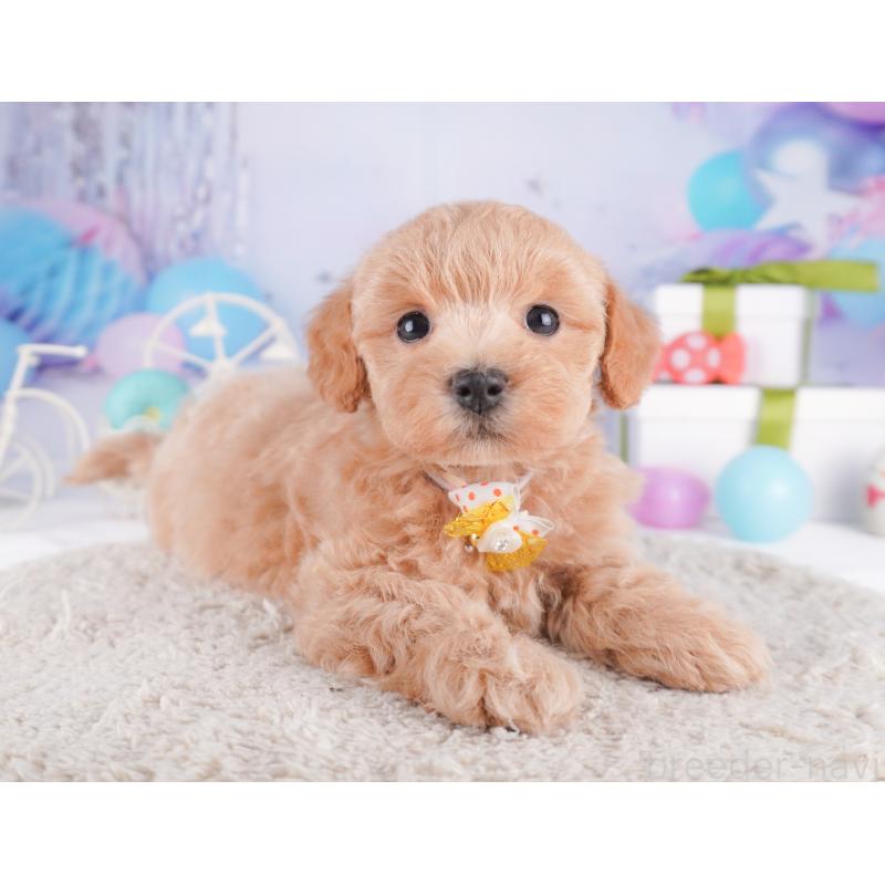 販売中の神奈川県のマルプー:マルチーズ×トイプードル-422896の15枚目