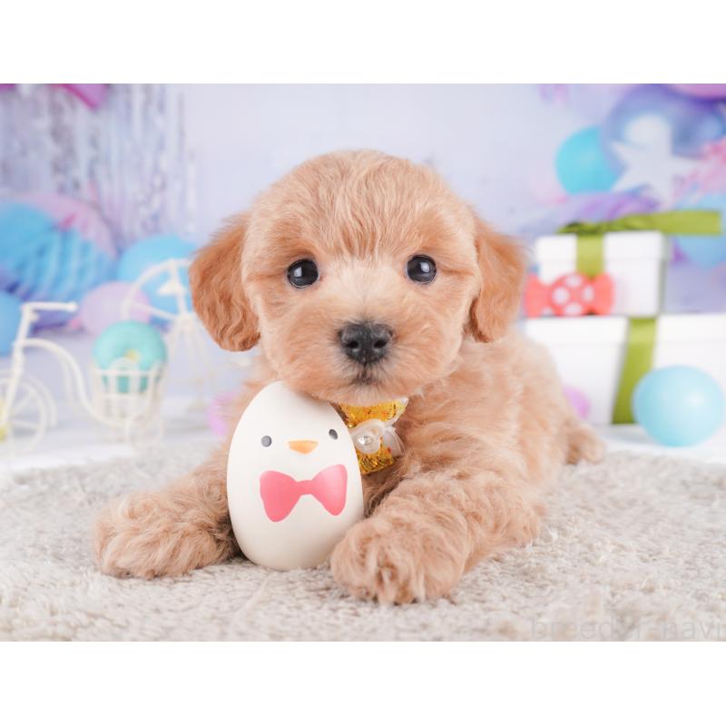 販売中の神奈川県のマルプー:マルチーズ×トイプードル-422896の13枚目