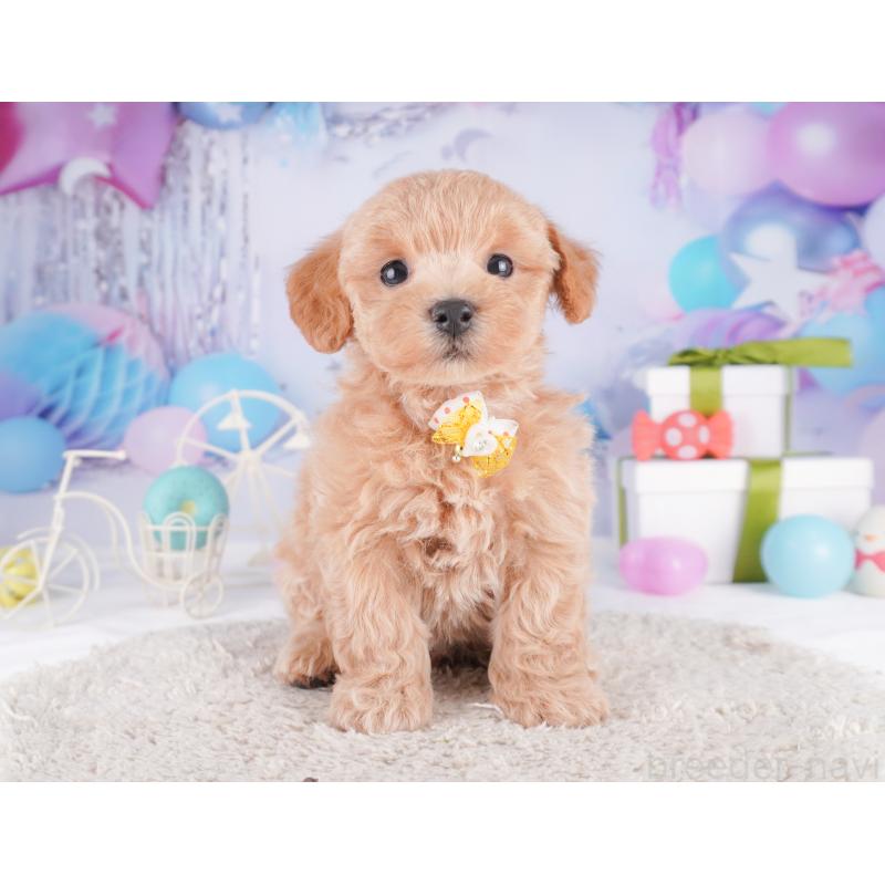 販売中の神奈川県のマルプー:マルチーズ×トイプードル-422896の12枚目