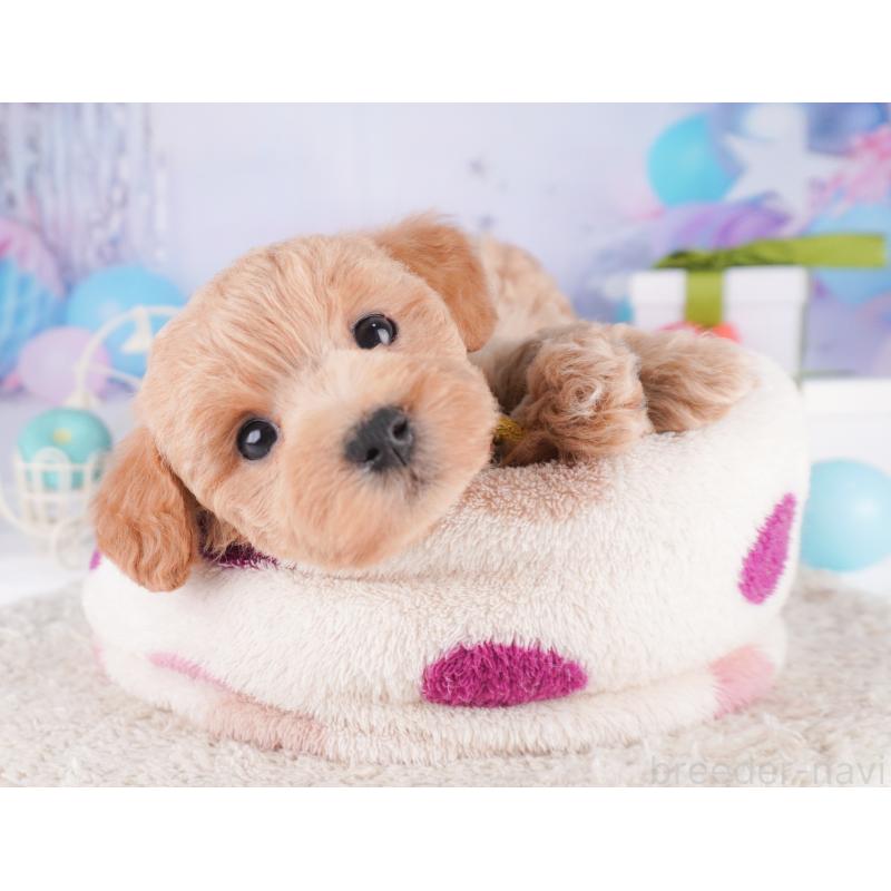 販売中の神奈川県のマルプー:マルチーズ×トイプードル-422896の11枚目