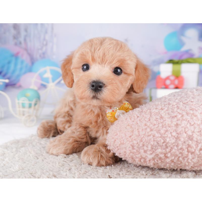 販売中の神奈川県のマルプー:マルチーズ×トイプードル-422896の10枚目