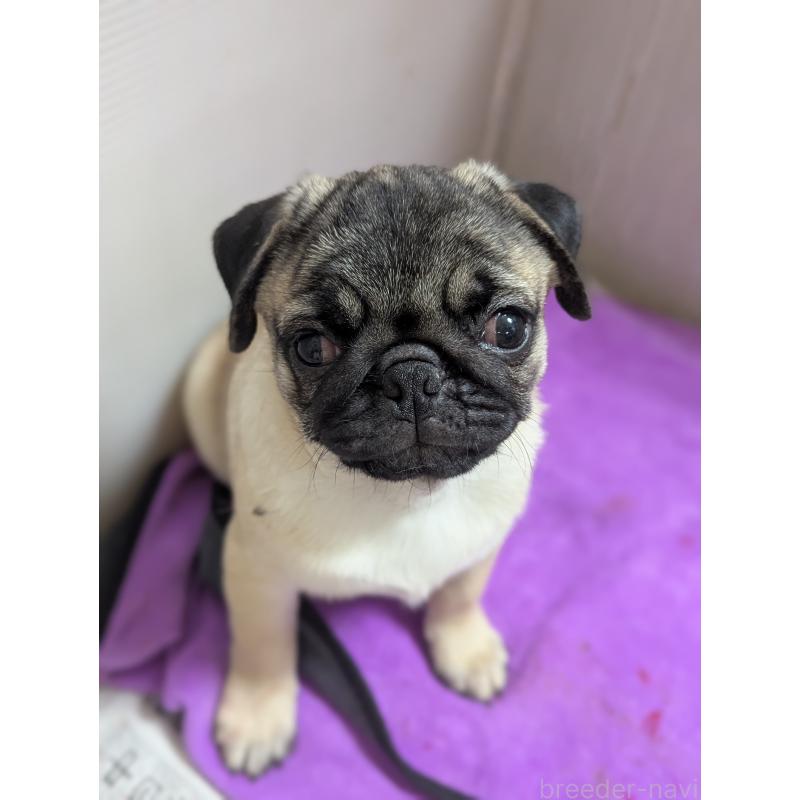 販売中の愛知県のパグ-408174の4枚目