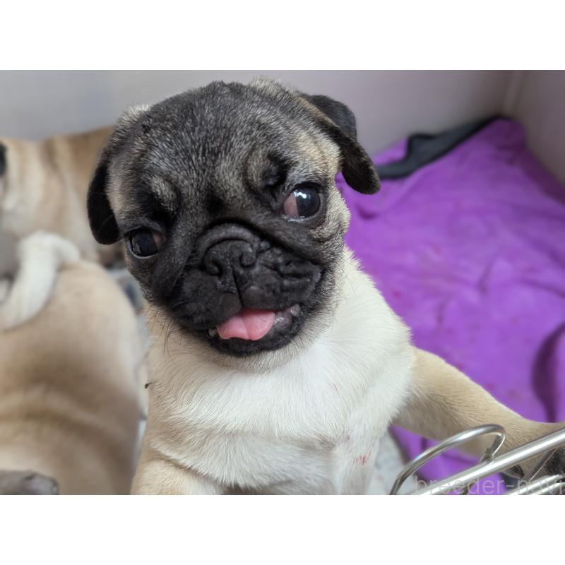 販売中の愛知県のパグ-408174の3枚目