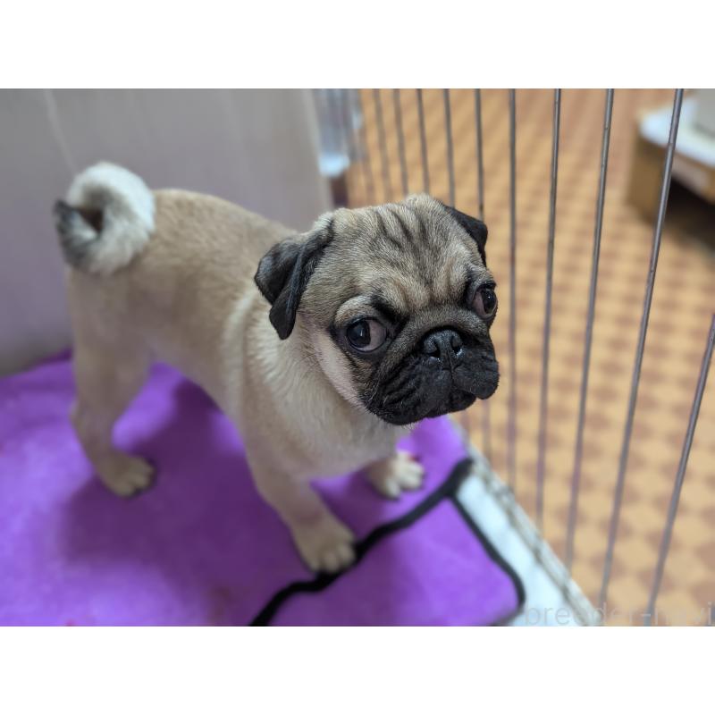 成約済の愛知県のパグ-407918の4枚目