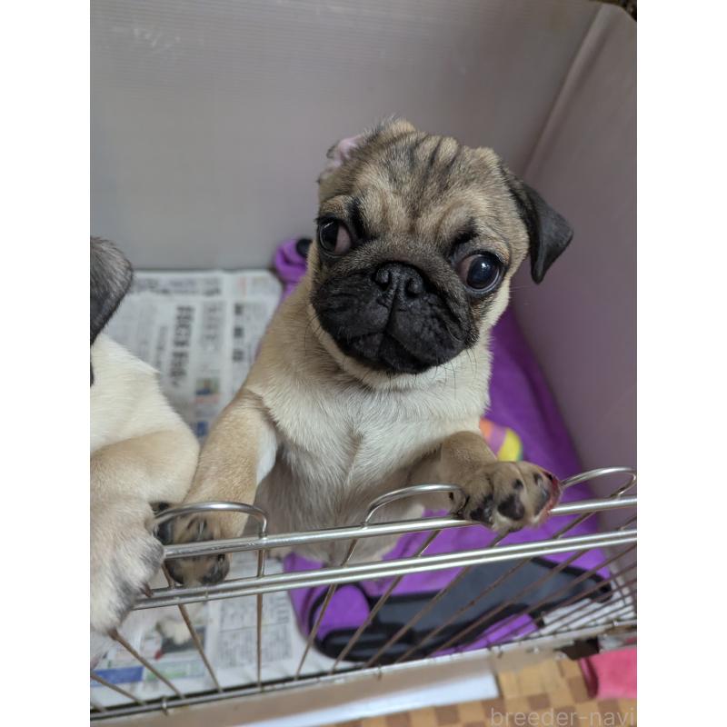 成約済の愛知県のパグ-407918の3枚目