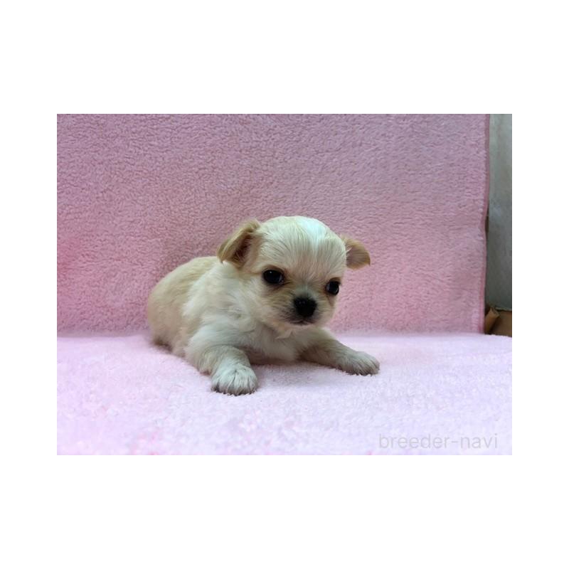 販売中の東京都のチワワ(ロングコート)-422906