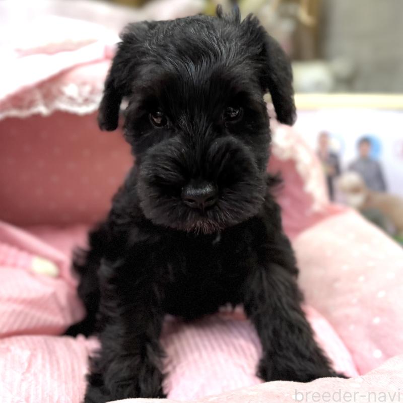 販売中の大阪府のミニチュアシュナウザー-422897の7枚目