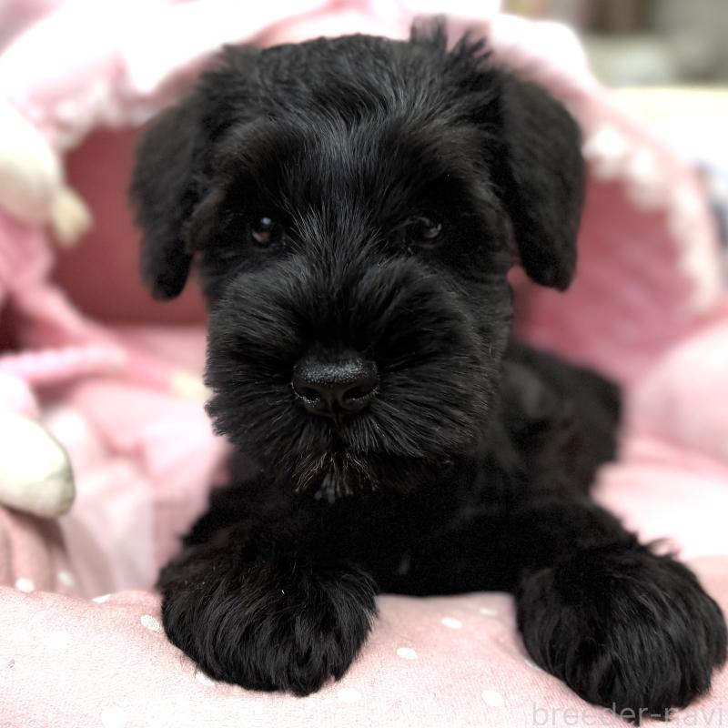 販売中の大阪府のミニチュアシュナウザー-422897の6枚目