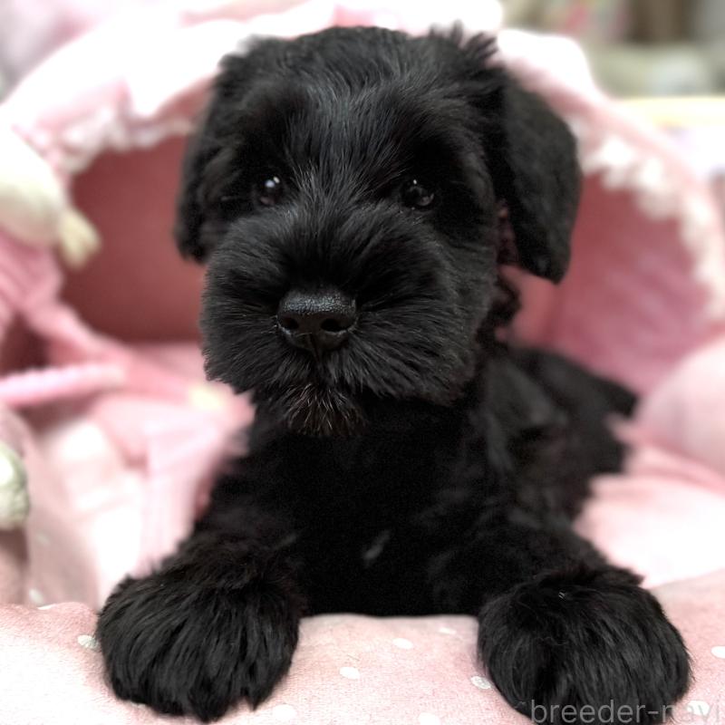 販売中の大阪府のミニチュアシュナウザー-422897の5枚目