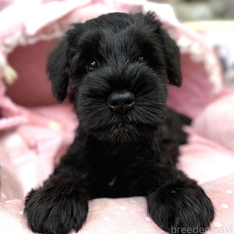 販売中の大阪府のミニチュアシュナウザー-422897の4枚目