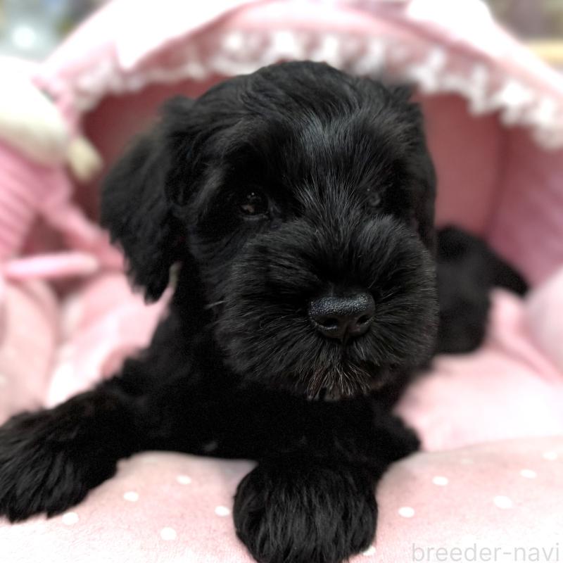 販売中の大阪府のミニチュアシュナウザー-422897の3枚目