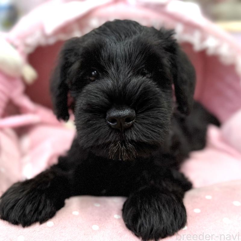 販売中の大阪府のミニチュアシュナウザー-422897の2枚目