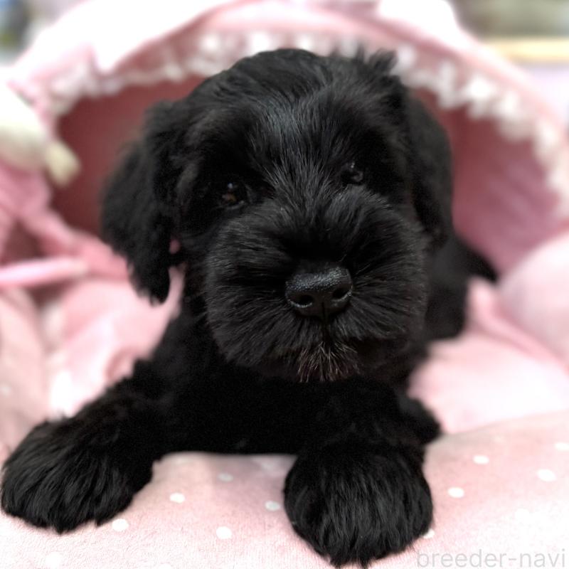 販売中の大阪府のミニチュアシュナウザー-422897