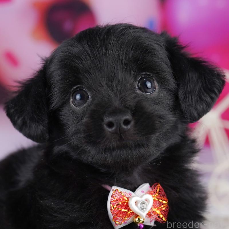 販売中の神奈川県のチワプー:チワワ×トイプードル-422899の1枚目