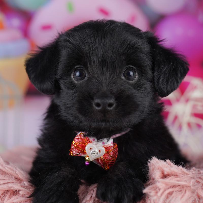 販売中の神奈川県のチワプー:チワワ×トイプードル-422899の14枚目