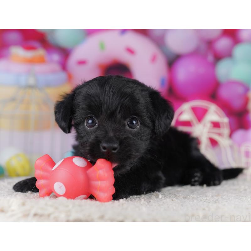 販売中の神奈川県のチワプー:チワワ×トイプードル-422899の13枚目